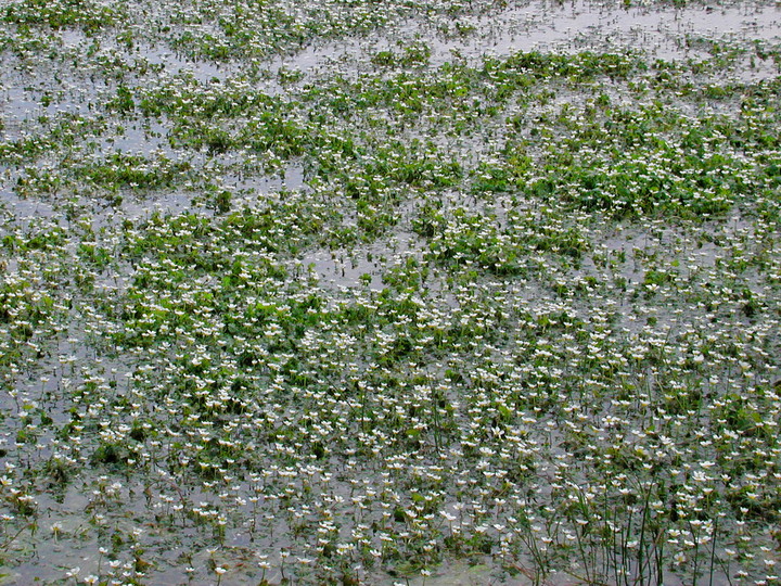 Ranunculus aquatilis