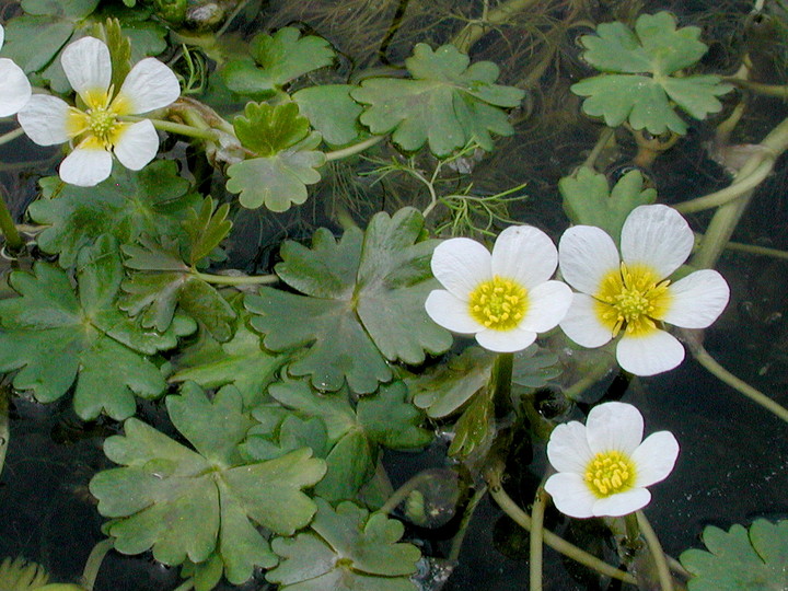 Ranunculus aquatilis