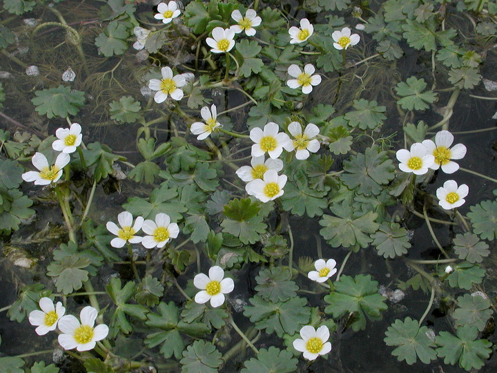 Ranunculus aquatilis