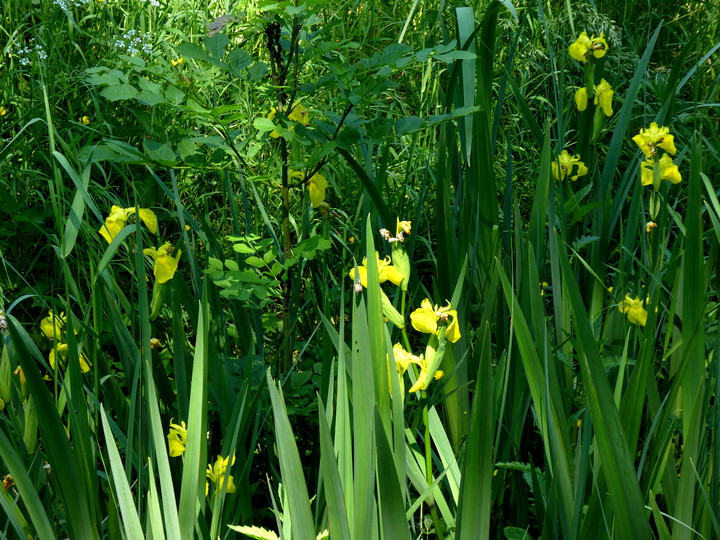 Iris pseudacorus