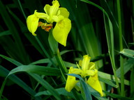 Iris pseudacorus