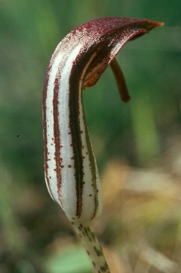 Arisarum vulgare