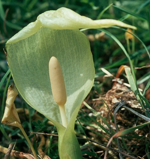 Arum italicum