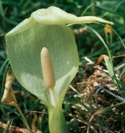 Arum italicum