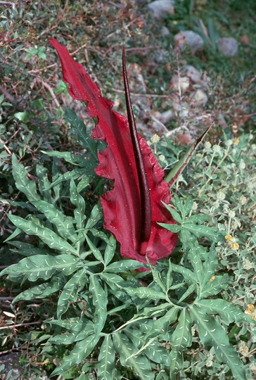 Dracunculus vulgaris