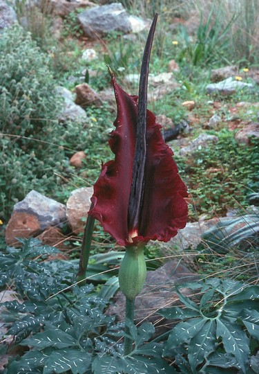 Dracunculus vulgaris