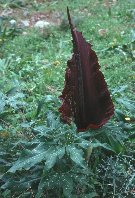 Dracunculus vulgaris