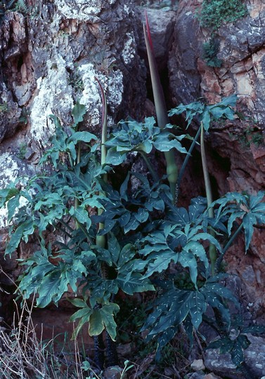 Dracunculus vulgaris