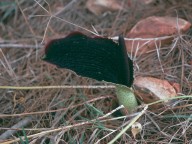 Arum palaestinum