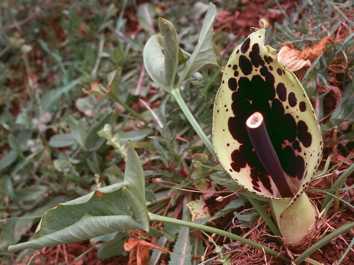 Arum dioscoridis