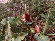 Arum dioscoridis