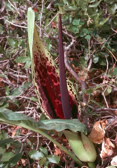 Arum dioscoridis