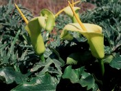 Arum creticum