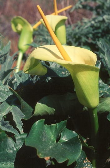 Arum creticum