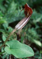 Arisarum vulgare