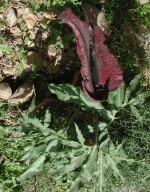 Dracunculus vulgaris