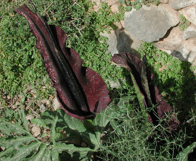 Dracunculus vulgaris