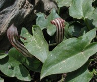 Arisarum vulgare