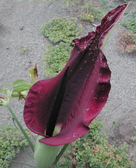 Dracunculus vulgaris