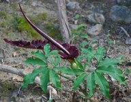 Dracunculus vulgaris