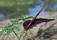 Dracunculus vulgaris