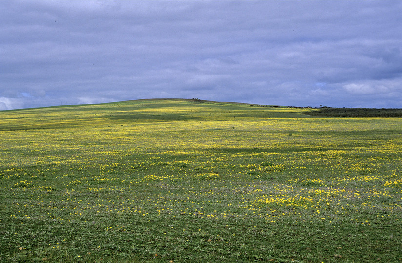 Arctotheca calendula