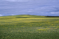 Arctotheca calendula