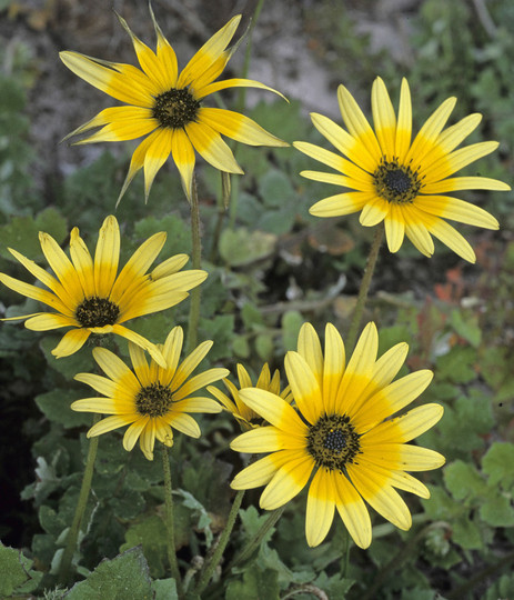 Arctotheca calendula