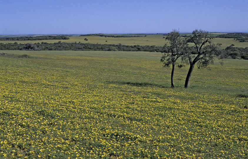 Arctotheca calendula