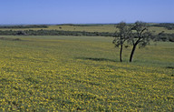 Arctotheca calendula