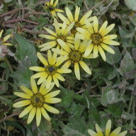 Arctotheca calendula