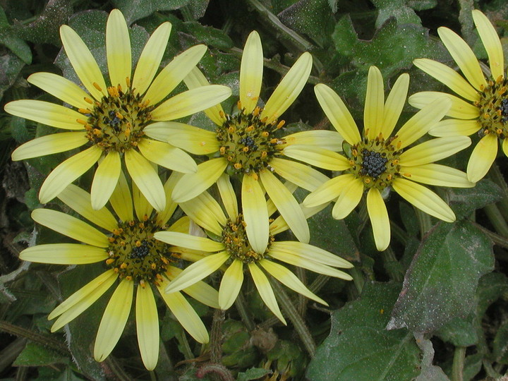 Arctotheca calendula