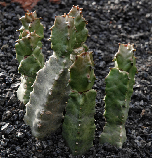 Caralluma burchardii