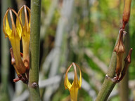 Ceropegia dichotoma