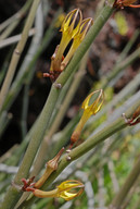 Ceropegia dichotoma