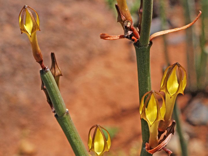 Ceropegia dichotoma