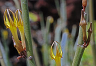 Ceropegia dichotoma