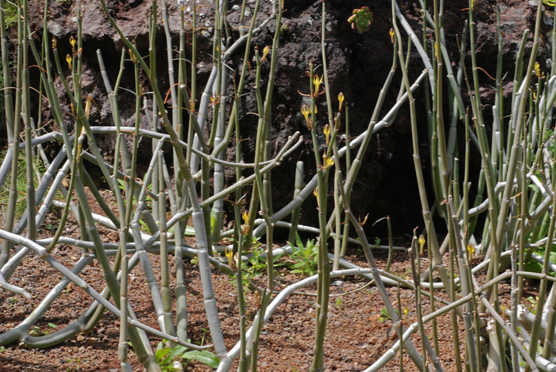 Ceropegia dichotoma