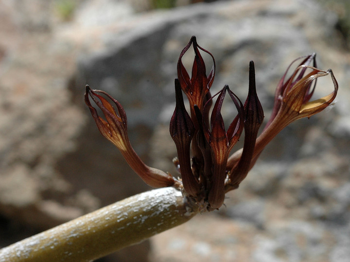 Ceropegia fusca