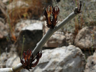 Ceropegia fusca