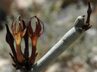 Ceropegia fusca