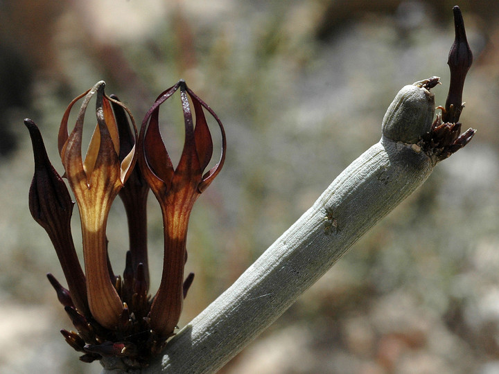 Ceropegia fusca