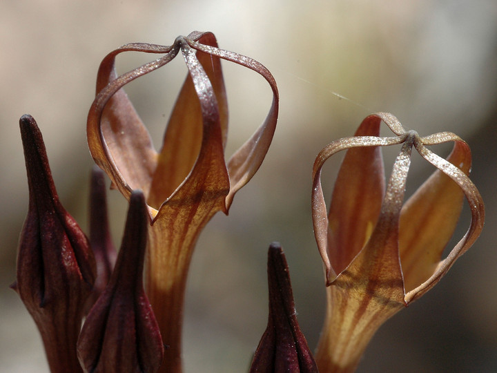 Ceropegia fusca