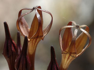 Ceropegia fusca