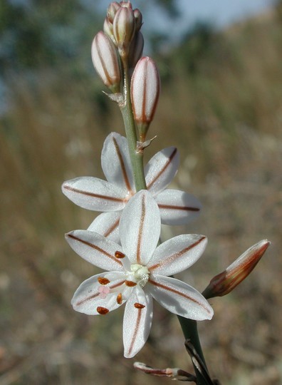 Asphodelus fistulosus