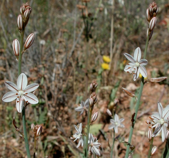 Asphodelus fistulosus