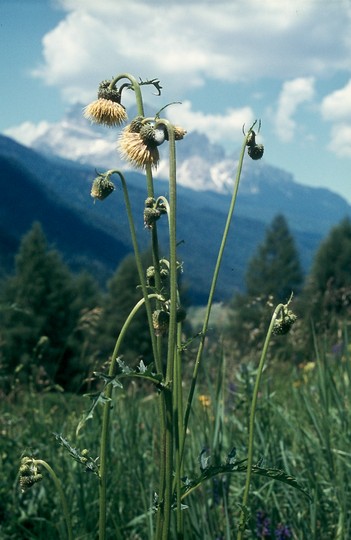 Cirsium erisithales