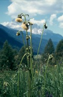 Cirsium erisithales