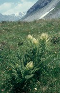 Cirsium spinosissimum