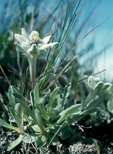 Leontopodium alpinum